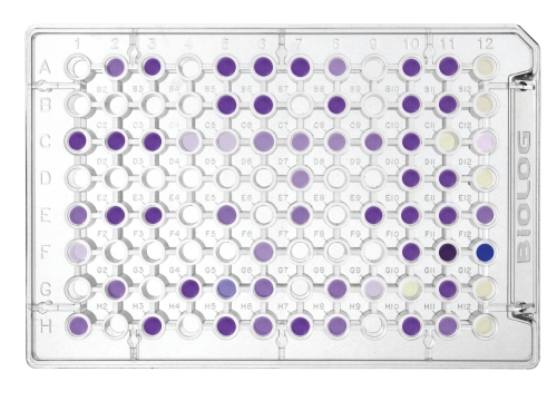 Micro Plates